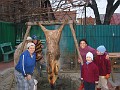 20121209_Porc_CS (17)
